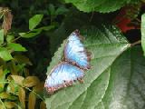 common blue morpho 1